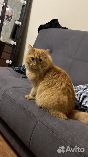 Кот