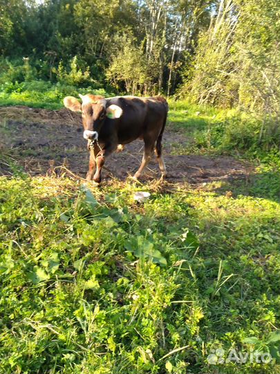 Быки на мясо