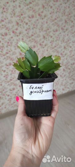 Белый декабрист