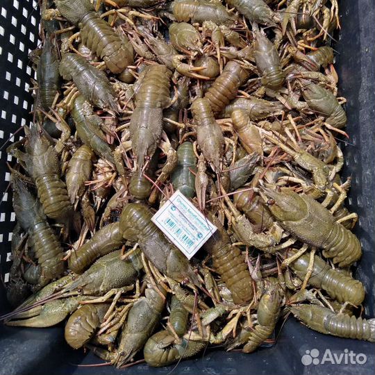 Живые раки