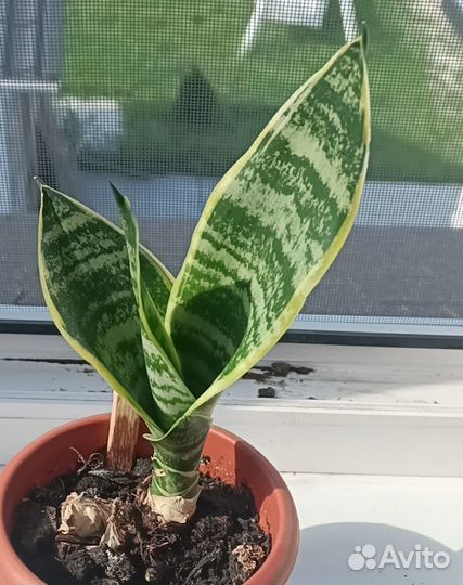 Сансевиерия