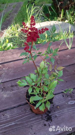 Астильба красная