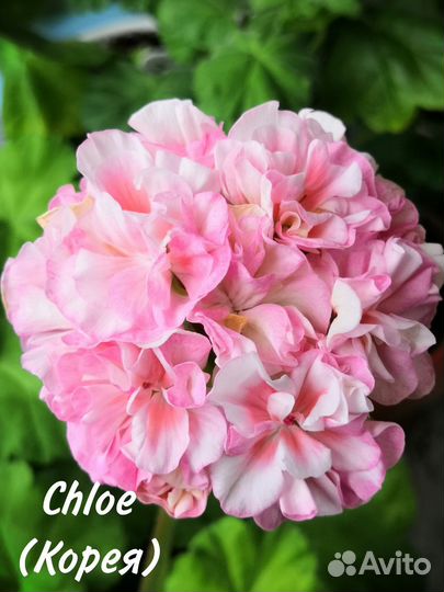 Пеларгония корейской селекции