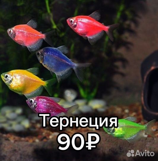 Аквариумные рыбки и растения