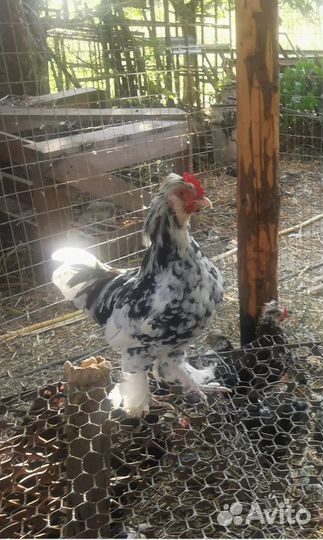 Декоративные карликовые куры