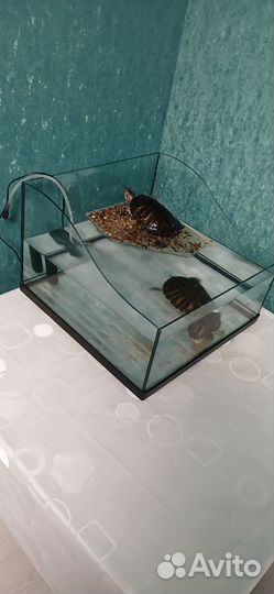 Красноухая черепахи с аквариумов