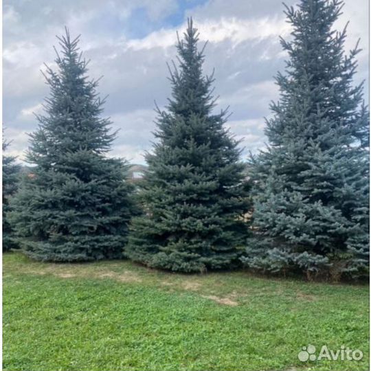 Высокие голубые ели крупномеры n-5780
