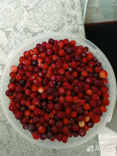 Клюква свежая