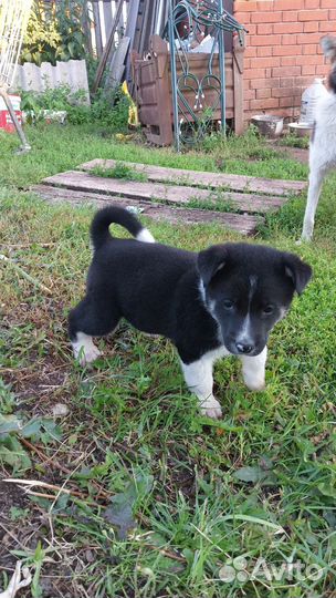 Отдам в добрые руки