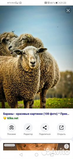 Продаю баранов, овечек