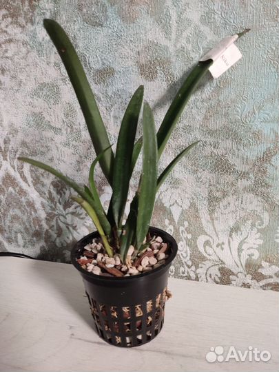 Орхидея Cattleya lobata var. coerulea