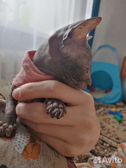 Донской сфинкс