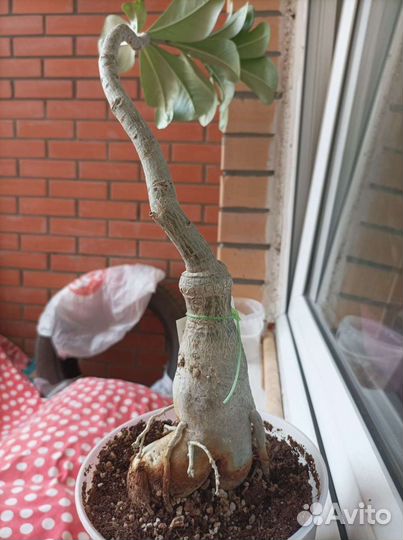 Адениум взрослый Pink Lady из тайланда