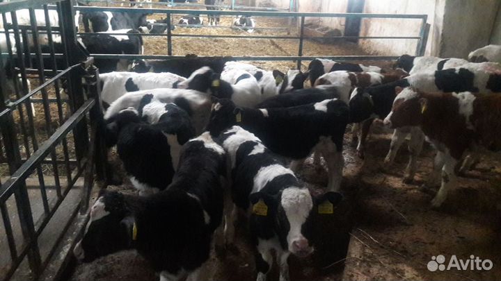 Телята бычки