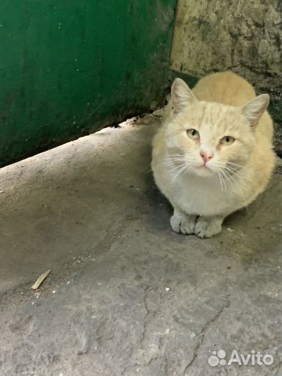 Кот Персик ищет дом