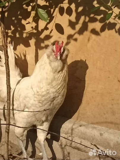 Петух какой-то немецкая порода