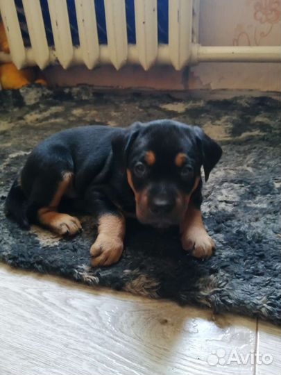 Отдам щенков в дар