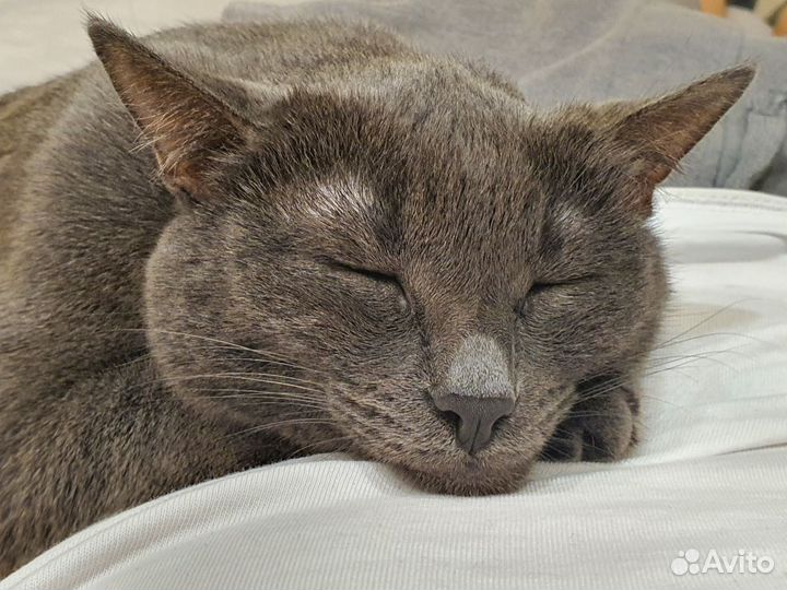 Котики бесплатно в добрые руки