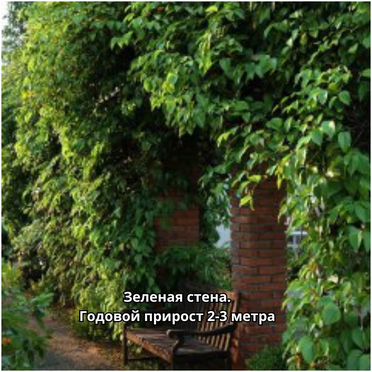 Ананасное киви на Урале. Актинидия - лиана 2 года