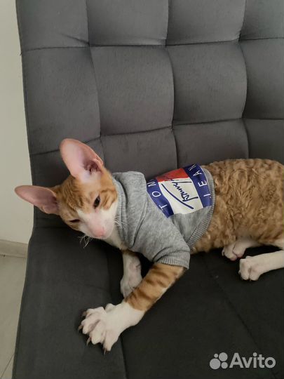 Корниш рекс котенок