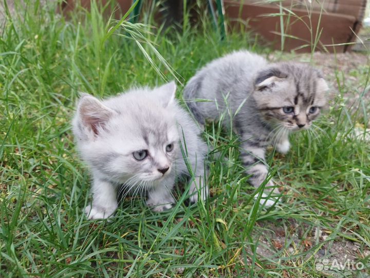 Отдам бесплатно котят в хорошие руки