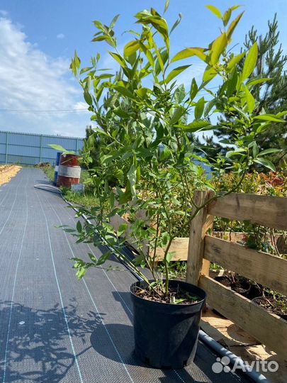 Саженцы голубики 70-90 см Дениз Блю