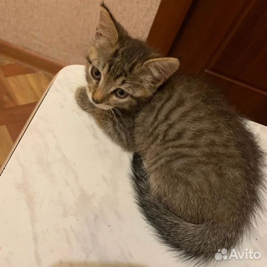 Ласковый тигренок