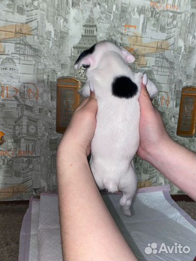 Французский бульдог щенки