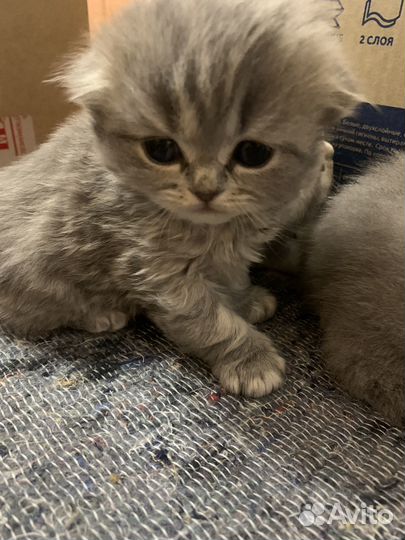 Британская