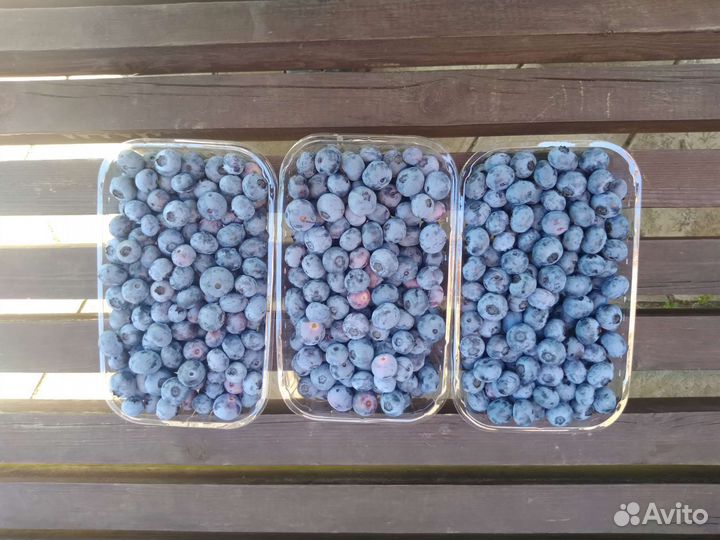 Голубика домашняя