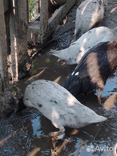 Утки Индийский бегун