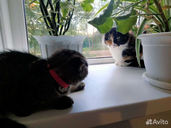 Передержка животных