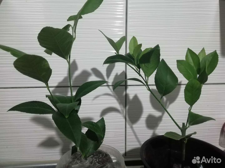 Лимонное дерево комнатное плодоносящее