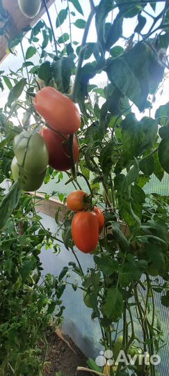 Помидоры тепличные