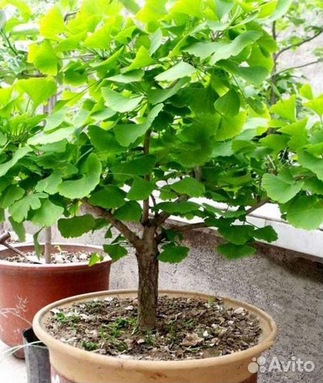 Гинкго билоба