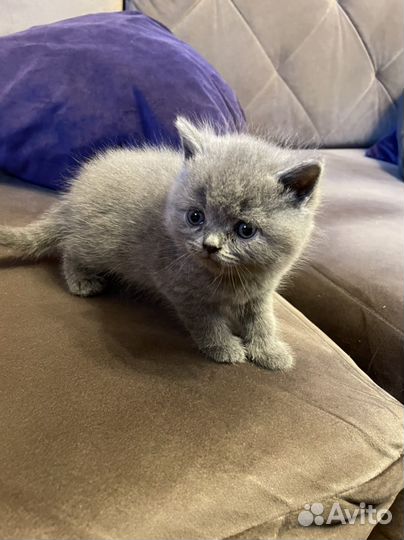 Британские котята