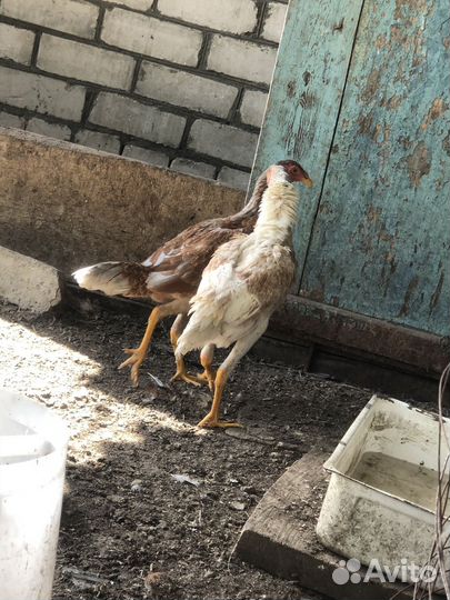 Бойцовские куры, цыплята