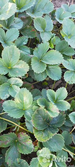 Рассада клубники