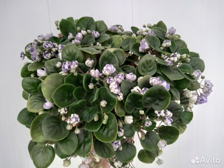 Сортовые фиалки