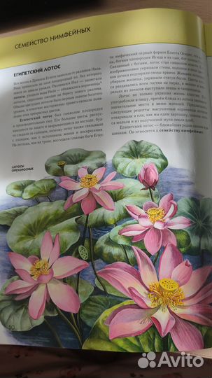 Энциклопедия растения