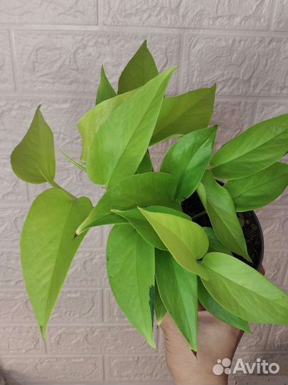 Эпипремнум неон