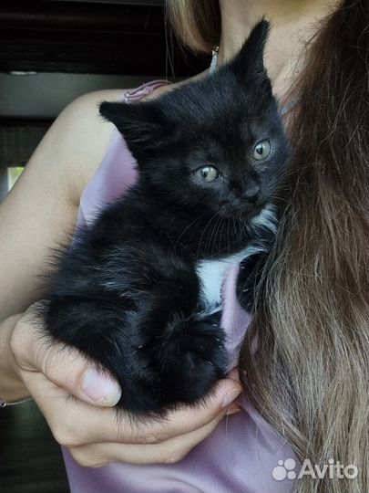 Котёнок мальчик