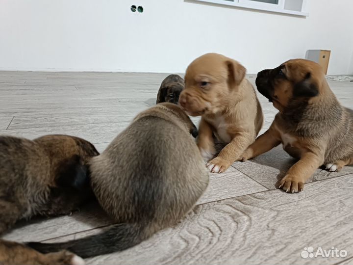 Продам собачек 2000