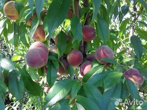 Персик «Донской»