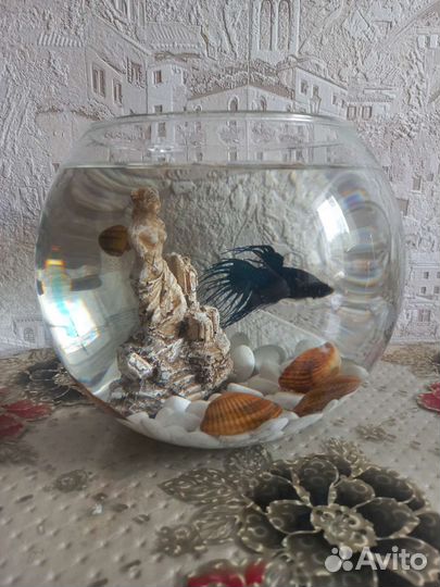 Аквариум с рыбкой