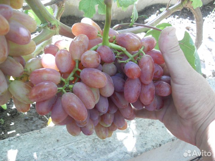 Саженцы винограда