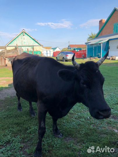 Племенные коровы