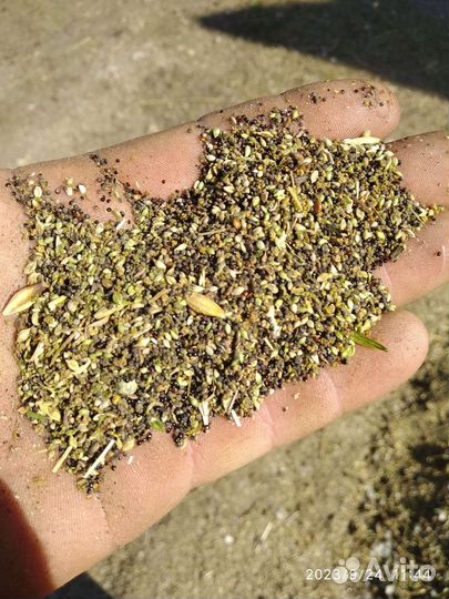 Ячмень рожь