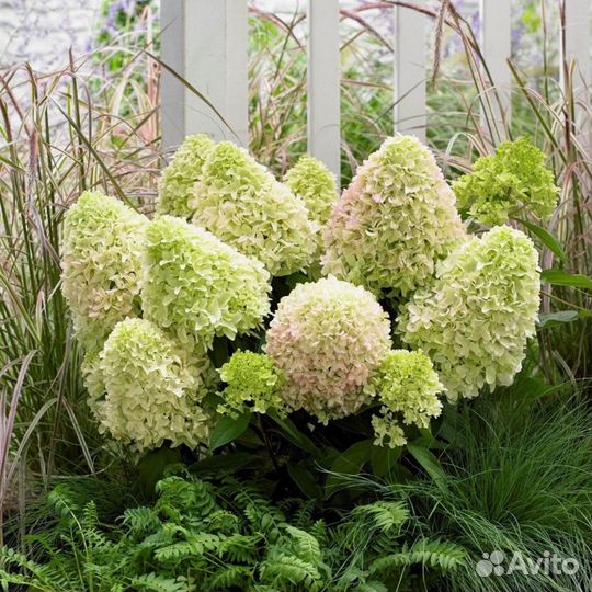 Саженцы метельчатой гортензии