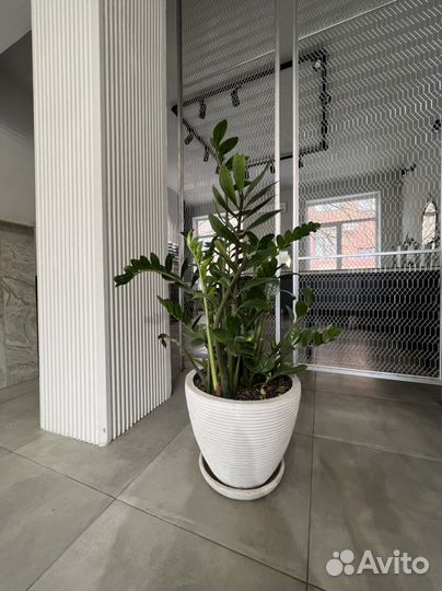 Замиокулькас